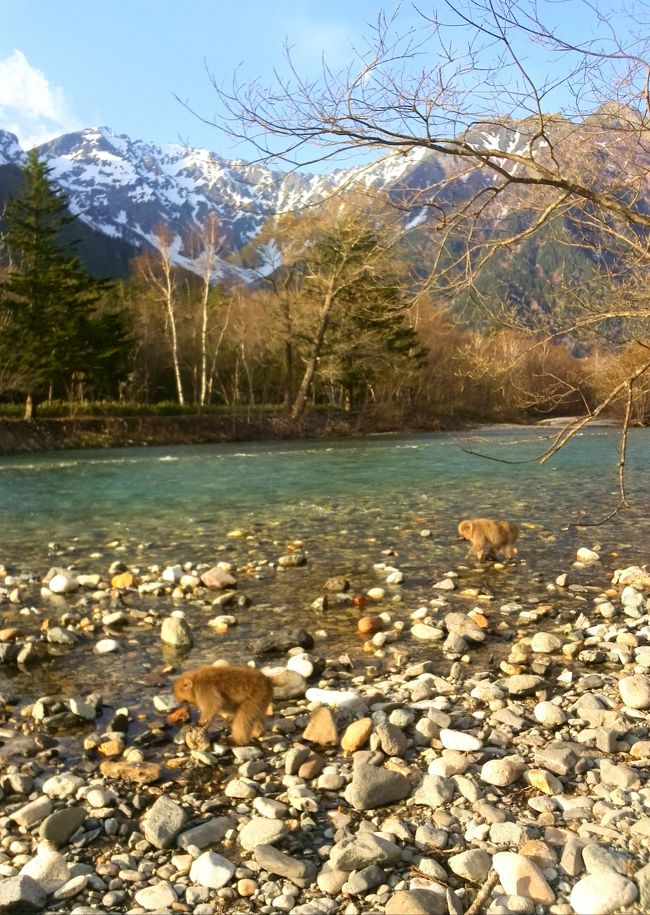 お猿の親子が<br /><br />何やら川で物色中<br /><br />(￣▽￣)