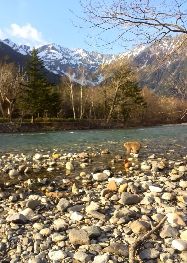 近くに行っても<br /><br />逃げる気配ないわ〜<br /><br />夢中で川の中の石を取ってました。