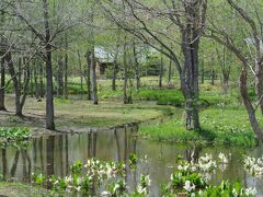 六花の森

　愛国駅から牧歌的な景色の中を２０分程車を走らせると、中札内に到着しました。
　時間的には、中札内インターまで来た方が速いのではないか。
　このカーナビには深い疑念を抱いています。

　そんなことより、時刻はお昼ちょっと前。
　すぐに目的地の「六花の森」にやってきました。
　駐車場にはたくさんの車が駐まり、みな森の方に入ってゆきます。

　この六花の森というのは、泣く子も黙る六花亭、今をときめくお菓子メーカーが中札内に造った庭園です。

　ただ今、六花の森は水芭蕉やオオバナノエンレイソウ、エゾノリュウキンカなどが咲き乱れているとのことです。
　ただ、800円を払って入場するかというと、点在する小屋の中に美術品が展示されているにしても、考えこんでしまう。

　場所は帯広空港とは指呼の間。
　道外から飛行機で帯広に到着した方たちは、手軽に北海道の森の雰囲気を楽しめるという点で、悪くはないのかも知れない、などと想像してみました。

　わたしは、道東の町に10年程暮らしていたからして、この程度の景色は珍しくもない。

　ところで六花の森の六花とは、六花亭の六花のことなんだろうと思いますが、そもそも六花とは何を差すのだろう。
　ここには六種類の花が咲いている、くらいの意味にもなるのだろうか。
　あるいは坂本直行さんが描いてくれた花が、六種類あったのだろうか。

　いろいろ妄想をふくらませていると、雪の結晶のことを六花（りっか）というらしいよと、妻が教えてくれました。

　