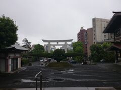 斉彬像の脇から「照国神社」の中へ。照国通りには大きな鳥居。
鳥居前にある｢斉鶴｣の木はイヌマキ（木の高さ3.0m）
（16：53）