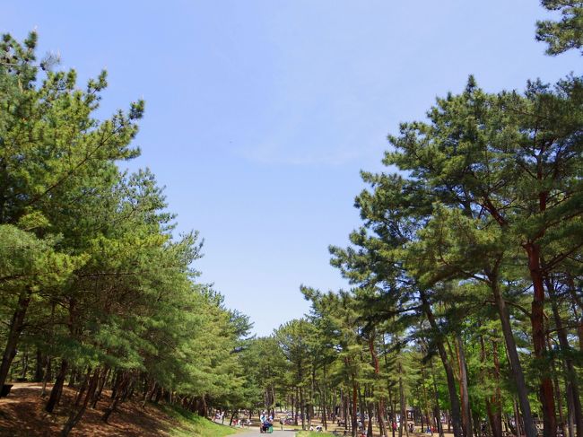 念願の ネモフィラに逢いに行きました ひたち海浜公園 ひたちなか 茨城県 の旅行記 ブログ By みやゆかさん フォートラベル