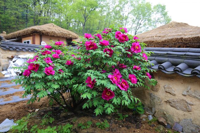 花の名前聞いたのですが、忘れてしまいました。<br /><br /> 無窮花（ムグンファ）に似ているようですが、違うかも？