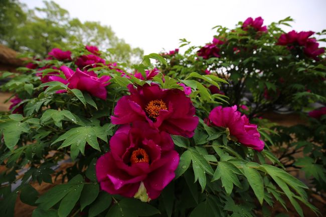 綺麗な花を見せていただきありがとうございました。