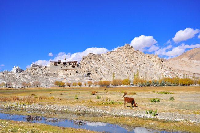 途中のシェイゴンパ前にて。