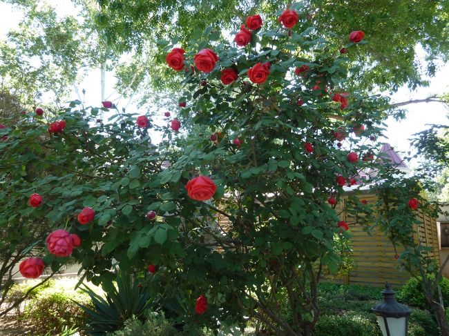 バラがきれいです。