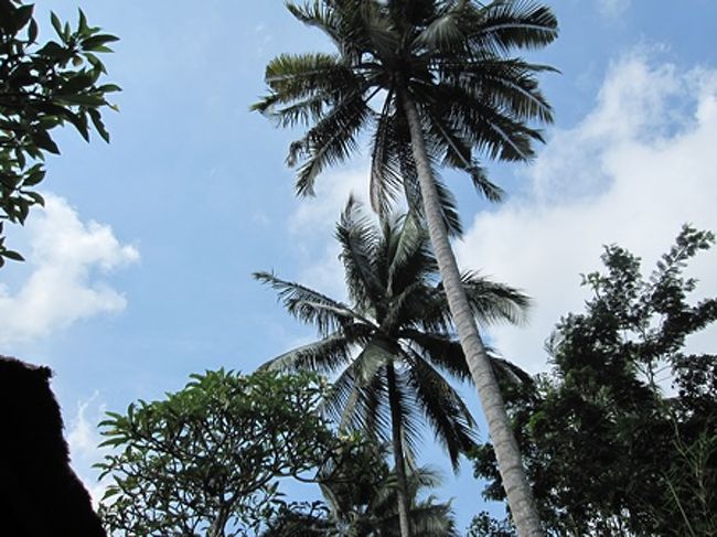 見上げれば、南国の風景