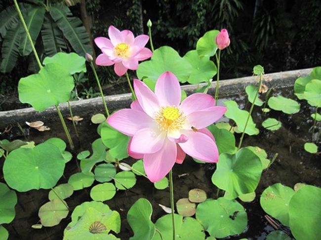 見下ろせば・・・ハスの花。<br /><br />キレイすぎて(´；ω；｀)感動！！