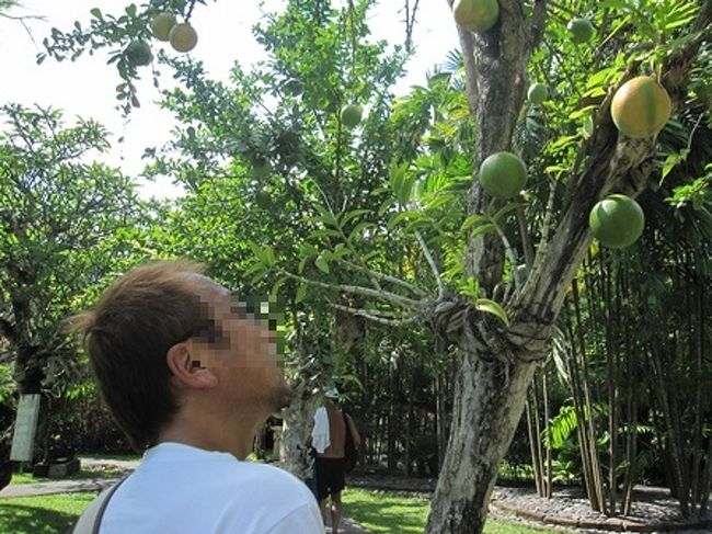サヌールについてから、ものすごく暑かった。体感気温は40度以上だと思う。<br /><br />ヤシの実も…育つよね。<br />感心して眺めてしまった。<br /><br />南国感満載だよね〜(*￣∇￣*)