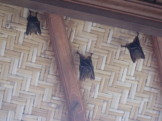 コウモリさんが住んでいます。<br /><br />よく見るとかわいい(*´∇｀*)