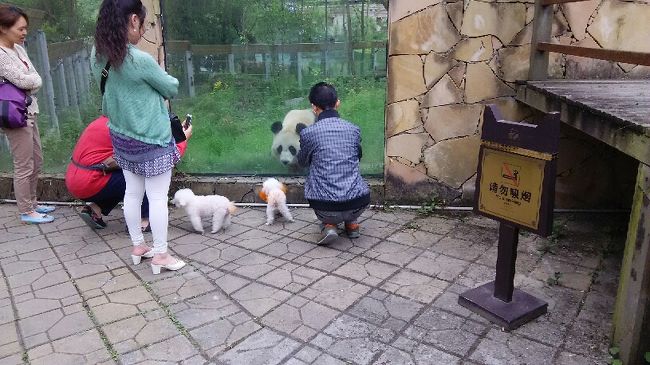 プードル犬とパンダ 成都 臥龍 碧峰峡のパンダ基地と映秀 三江のパンダ 5日目 成都 中国 の旅行記 ブログ By スイカさん フォートラベル プードル犬とパンダ 成都 臥龍 碧峰峡のパンダ基地と映秀 三江のパンダ 5日目 成都 中国 の旅行記 ブログ By スイカさん フォートラベル