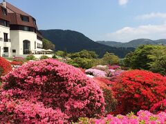 山のホテルのつつじ。満開\(^o^)／