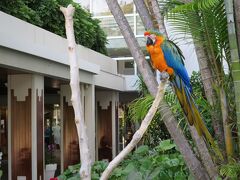 空港リムジンバスで系列ホテルに到着。
GW前だからか、乗客は私ともう一組だけだった。

そして無料シャトルバスが1時間待ちｗ
まぁ急いでないし、私はこの行き当たりばったり感が好きなのだな。

ベンチでカメラをいじってて、後ろからなんか音するなーと思ったらインコがいた！