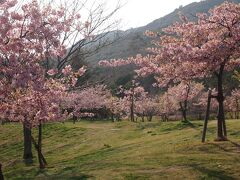 明石海峡公園に寄りました。河津桜が満開。

有料ですがいい公園です。
大人は花がいっぱいで見て楽しいし，子どもの遊べる大きな遊具や広い芝生もあります。
広いので，歩いて疲れました。