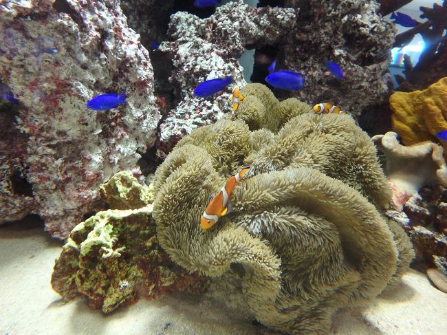 水槽の前で「シュノーケリングでクマノミにあえるかもよ〜」とか盛り上がるｗ<br />あえませんでしたけど・・・<br />