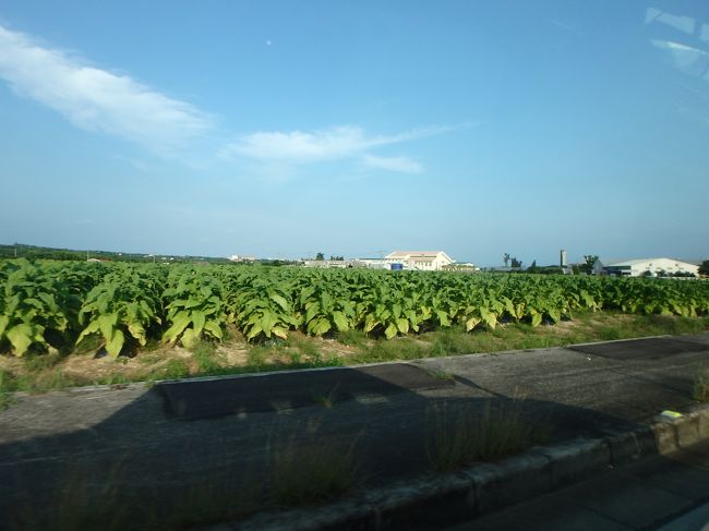 タクシーの運転手さんが親切でした<br />ここはたばこの葉の畑だよ〜と教えてくれたり<br />煙草って何で出来てるのって息子が言ってたから、ああこれだよ〜って<br />嬉しいお勉強タイム♪<br />沖縄の煙草の葉ってどの銘柄のたばこになるんだろう？