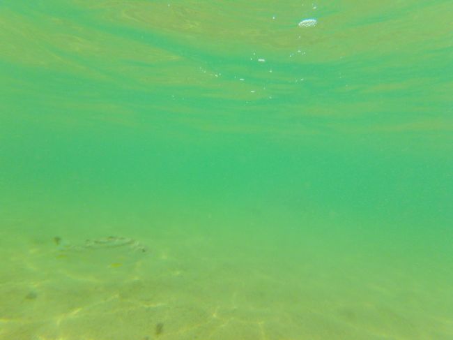 ふくらはぎくらいの深さから見かける　唯一のこいつを追いかけシュノーケリングｗ