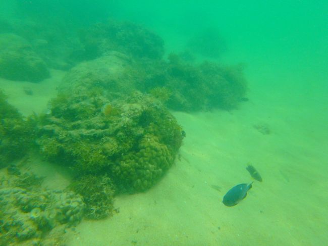 ああっ<br />見つけた！マエザトビーチの唯一の珊瑚<br /><br />ココだけにはお魚が集まっています〜ヽ(^o^)丿