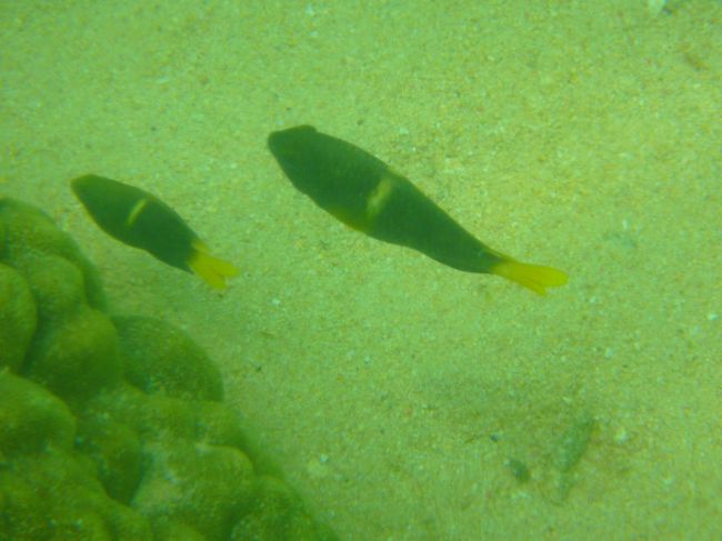 息子くんが追いかけた<br />仲良しお魚<br />