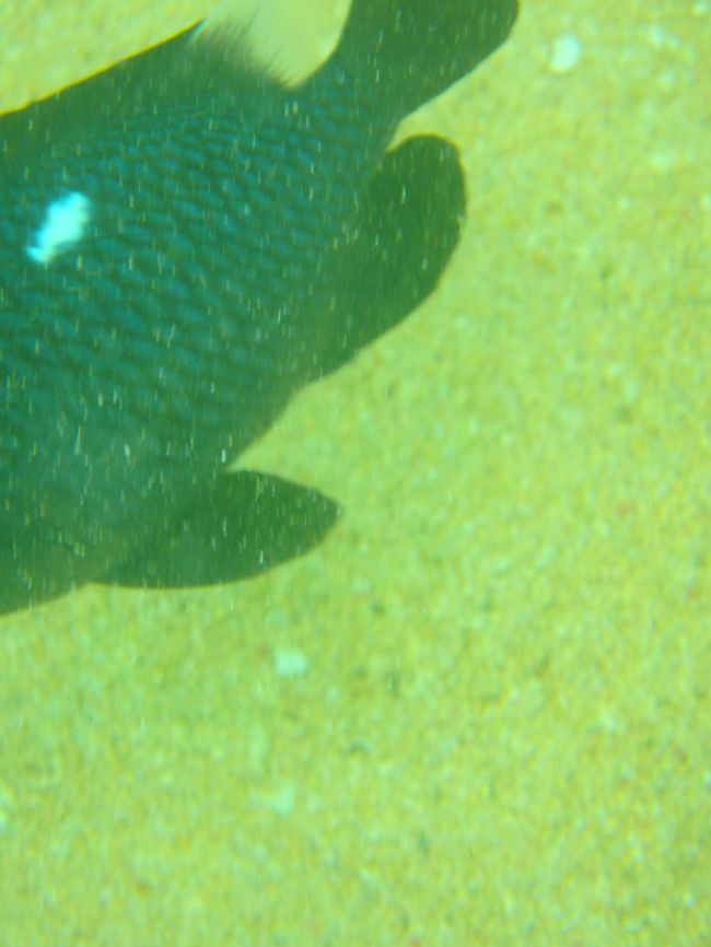 息子くん　頑張った！<br />えいっと潜って、近距離で撮影！<br />難しいんだねｗ