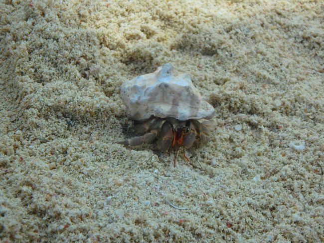 チェアに戻ると、やどかりさん発見♪<br />