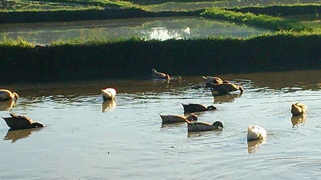 早朝のヴィラの前の田んぼには虫取りをするアヒル達が。