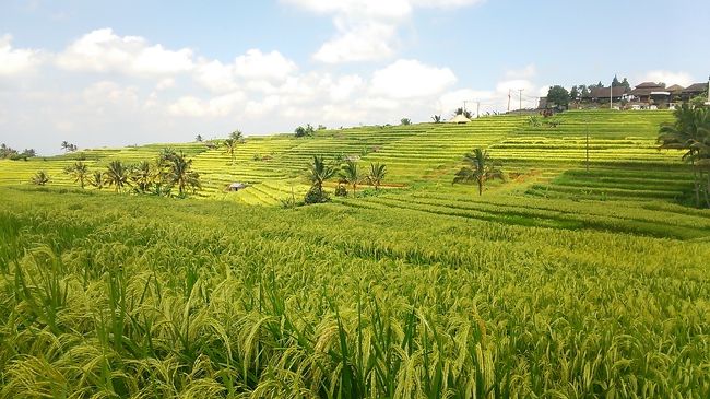 ジャティルイの棚田。手前は赤米の稲穂。