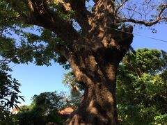 そしてこちらも私のお気に入りスポット。
金城町の大アカギです。
内金城御嶽に自生するアカギのうち沖縄戦の戦火をまぬがれた大木だそうですが、何か神秘的なパワーを感じます。
信仰の対象にもなっているみたいでした。