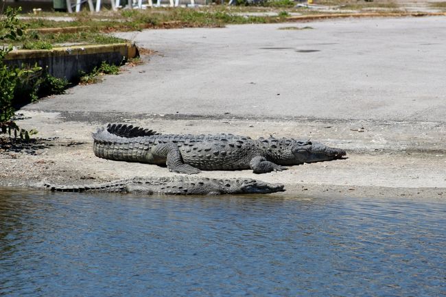 フロリダ 大自然 ディズニー 5 全11 エバーグレーズ国立公園 フラミンゴ シャークバレー エバーグレーズ国立公園周辺 アメリカ の旅行記 ブログ By 昆虫博士さん フォートラベル フロリダ 大自然 ディズニー 5 全11 エバーグレーズ国立公園 フラミンゴ シャークバレー エバーグレーズ国立公園周辺 アメリカ の旅行記 ブログ By 昆虫博士さん フォートラベル