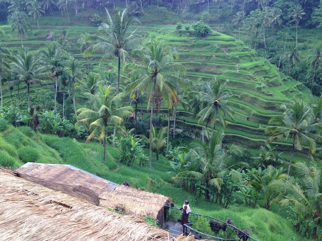 山を下って、テガララン（ライステラス）へ。<br />一応、有名なので立ち寄ってみましたが、あまり広くないです。<br />バリ島はここよりすばらしいライステラスがいっぱいあるので、そんなに感動しないかも。