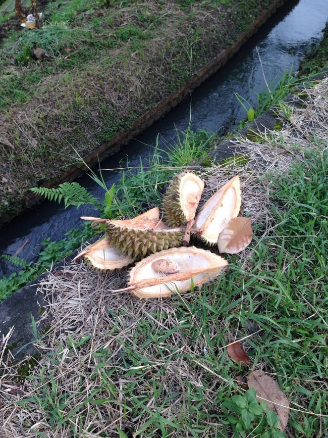 途中、綺麗なライステラスが見える場所に寄り道しながら帰る。<br />ドリアン臭い・・・と思ったら、誰か道端で食べてるよぉ