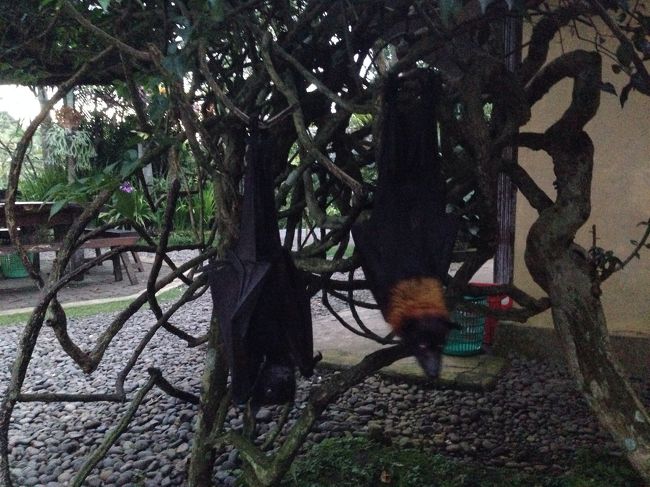 コウモリがぶらさがってる・・・<br />写真サービス用かな？