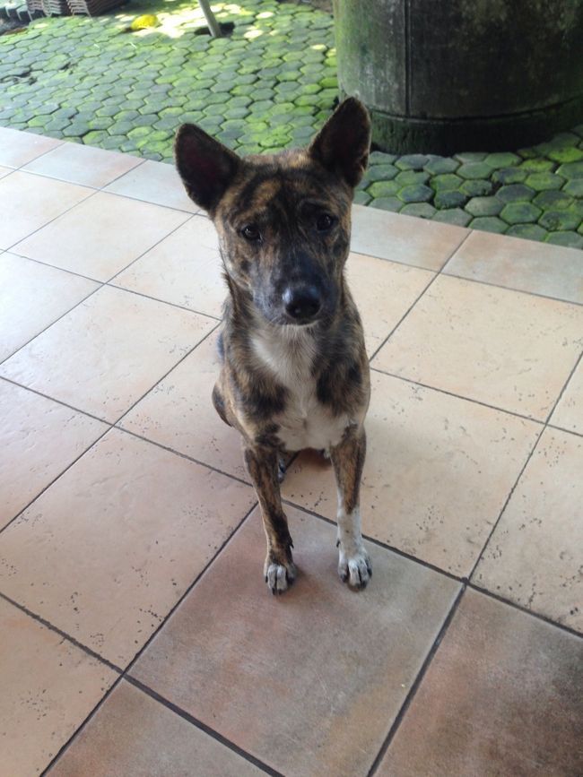 背後に気配を感じて振り返ると・・・奴がいた（笑）<br />このワンコ、私が振り返るとお座りをします。<br />仕方ないので、この子と仲良く食べることにしました😅