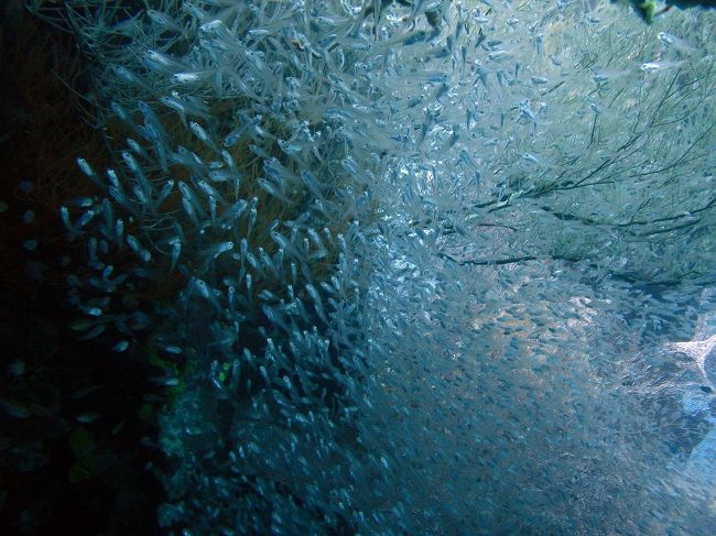 ここは、沈船ポイントなので、沈船の中に小魚がいっぱい。<br />幻想的な世界がいっぱいです。