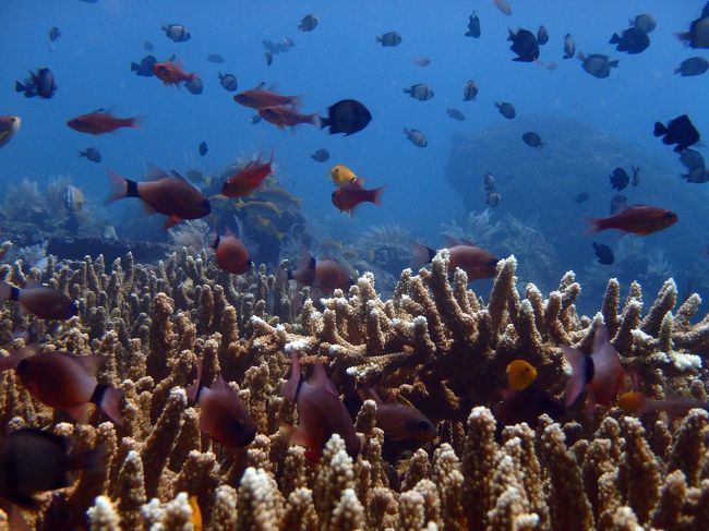 2本目：コーラルガーデン<br />最大深度：18.9m<br />エントリー：12:34<br />エキジット：13:28<br />ダイブタイム：54min<br />水温：28℃<br />透明度：15m