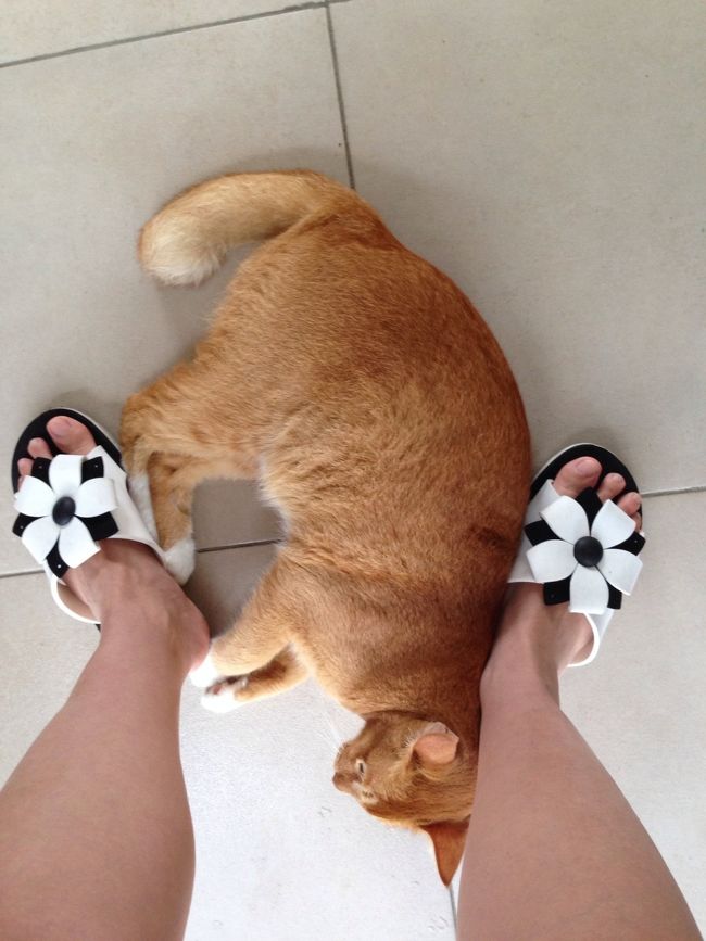 心地よい疲れとともに、また2時間かけて帰ってきました。<br />ダイビングサービスで飼ってる猫が人懐こくて可愛い💕