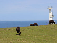 海鮮料理店の近くに駐車場があったのでそこに車を駐めて歩いたのですが、かなり奥まで車進入可でした。
ここは牧場になっていて、のどかに牛が草を喰みます。