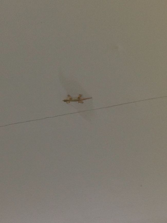 ヤモリって・・・可愛いよね💕💕<br />食後は先生がバイクでクタまでドライブに連れてってくれました。<br />See you!