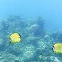 タオ島(ナンユアン島)にて・サムイ発「体験ダイビング」へチャレンジ