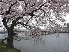 【松江大橋】

桜満開！
だけど，この日は，東京も松江も花冷え〜