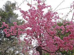 桜の園は，静かな場所で，紅い枝垂桜が品よく並んでいて，とっても気に入る♪