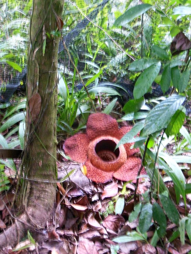 ボルネオ15 2 世界最大の花 ラフレシア はカネのなる花 コタキナバル マレーシア の旅行記 ブログ By Azianokazeさん フォートラベル ボルネオ15 2 世界最大の花 ラフレシア はカネのなる花 コタキナバル マレーシア の旅行記 ブログ By Azianokazeさん フォートラベル