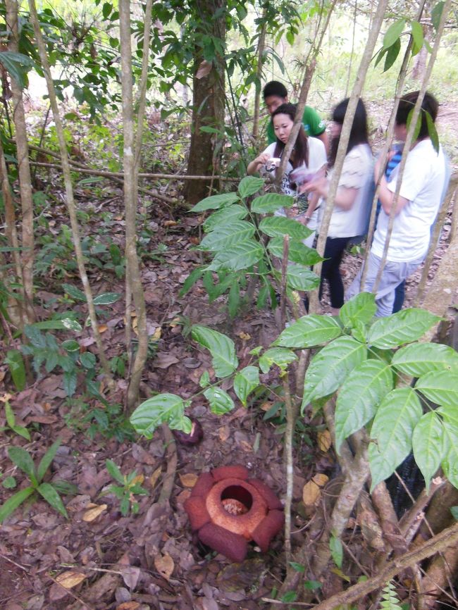 ボルネオ15 2 世界最大の花 ラフレシア はカネのなる花 コタキナバル マレーシア の旅行記 ブログ By Azianokazeさん フォートラベル ボルネオ15 2 世界最大の花 ラフレシア はカネのなる花 コタキナバル マレーシア の旅行記 ブログ By Azianokazeさん フォートラベル