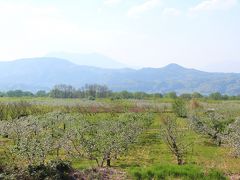 小布施ＰＡに車を停め、歩いて桜並木の方へ向かいました。

小川の向こうは田園が広がっています。白い花をつけているのは林檎の木かな。