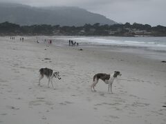 海岸です。

 綺麗なサラサラの砂浜ですが、今日は曇で海岸も沈んだ景色です。

 それでも早朝から散歩している人が多く、犬も沢山元気に走り回っていました。

 （この犬は走っていませんが・・・）


