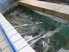 街をぶらぶらしている間に店に入ることができました。いけすの中にはイカがいっぱい！