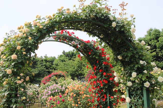 初夏のまぶしさと暑さの中の京成バラ園とレッサーパンダ詣 2 春の京成バラ園 色とりどりのドレスが舞うようなバラ園とバラのアーチ 鎌ヶ谷 印西 八千代 千葉県 の旅行記 ブログ By まみさん フォートラベル 初夏のまぶしさと暑さの中の京成バラ園とレッサーパンダ詣 2 春の京成バラ園 色とりどりのドレスが舞うようなバラ園とバラのアーチ 鎌ヶ谷 印西 八千代 千葉県 の旅行記 ブログ By まみさん フォートラベル