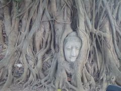 ここは仏の頭が木の根に埋まってるのが有名。