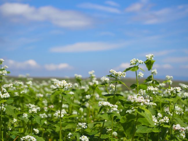 可憐な白い花。