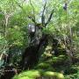 屋久島　苔と緑の世界