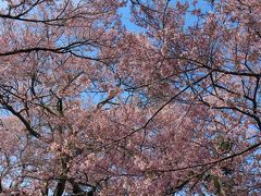 タカトオコヒガンザクラ

花形はやや小ぶりで赤みを帯びていて、
その可憐さと規模の大きさは「天下第一の桜」と称されるほど
